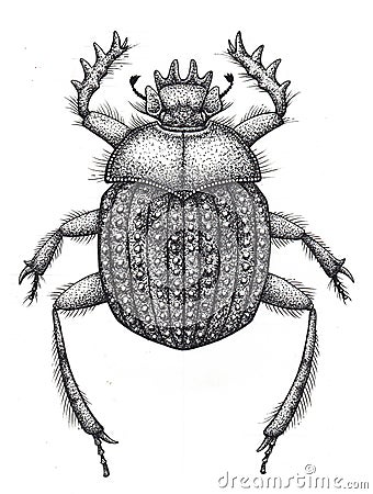 Sacred beetle of scarabs tattoo art. Dot work tattoo. Insect. Symbol of eternal life, resurrection, revival Stock Photo