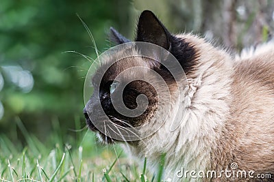 Sacred Cat of Burma Stock Photo