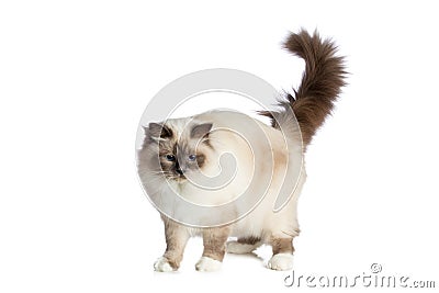 Sacred Cat of Burma on white background Stock Photo