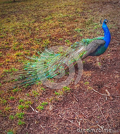 The Sacred and Colorful Peacock Stock Photo