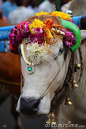 Sacred Cow Stock Photo