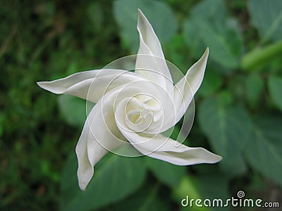 Sacred datura Stock Photo