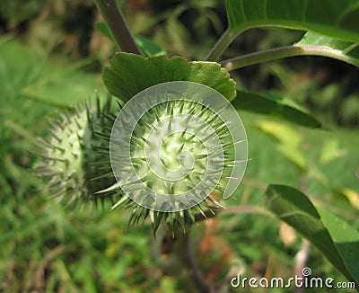 Sacred datura Stock Photo