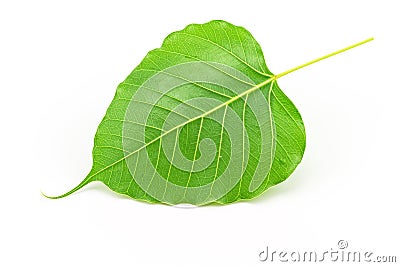 Sacred fig leaf (Ficus religiosa L. , Pipal Tree, Bohhi Tree, Bo Stock Photo