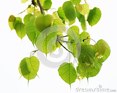 Sacred Fig leaves Stock Photo