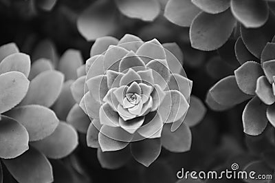 Sacred geometry flower Stock Photo