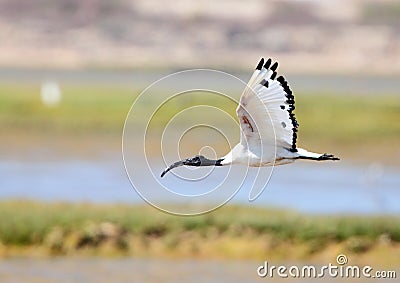 Sacred Ibis Stock Photo