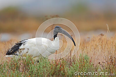 Sacred Ibis Stock Photo