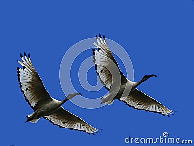 Sacred Ibis Stock Photo