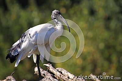 Sacred ibis Stock Photo