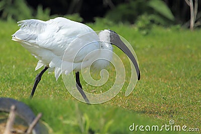 Sacred ibis Stock Photo