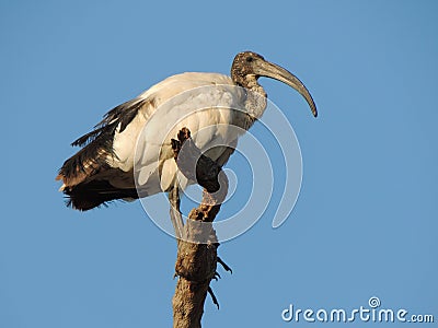 Sacred Ibis Stock Photo