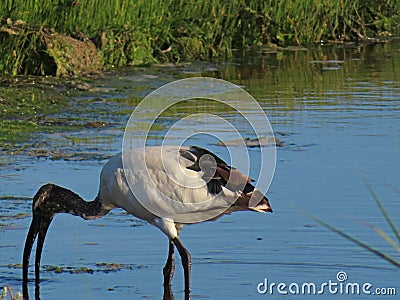 Sacred Ibis Stock Photo