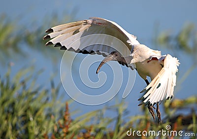 Sacred Ibis in flight Stock Photo