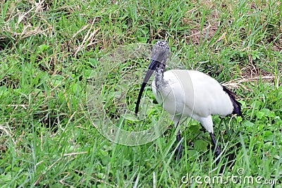 Sacred ibis, Queen Elizabeth National Park, Uganda Stock Photo