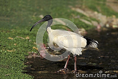 Sacred ibis, Threskiornis aethiopicus Stock Photo