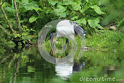Sacred ibis Stock Photo