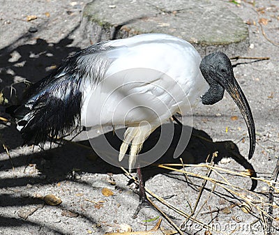 A Sacred Ibis Stock Photo