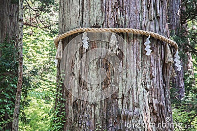 Sacred Japanese tree on Mount Haguro Stock Photo