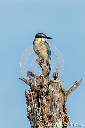 Sacred Kingfisher of Australasia Stock Photo