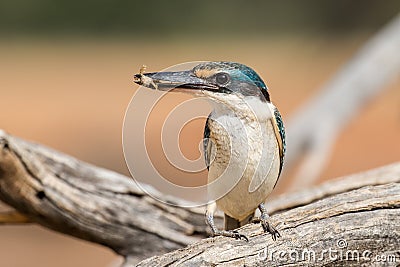 Sacred Kingfisher Stock Photo