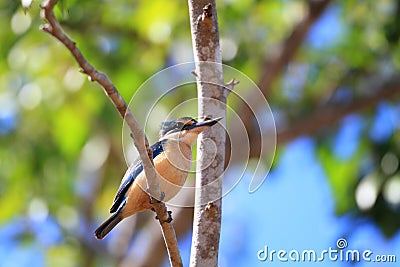 Sacred Kingfisher Stock Photo