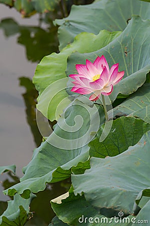 Sacred lotus Stock Photo