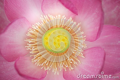 Sacred lotus closeup Stock Photo