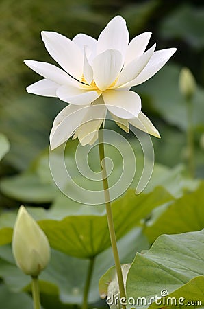 Sacred Lotus flower Stock Photo