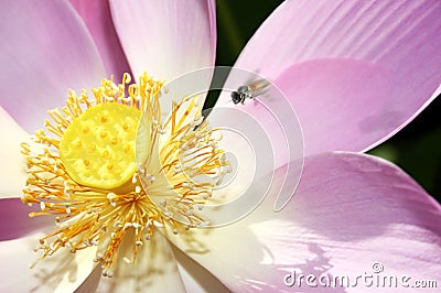 Sacred Lotus Flower Stock Photo