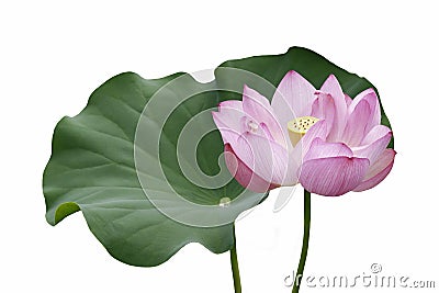 Sacred lotus flower and leaf Stock Photo