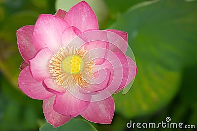 Sacred lotus flower Stock Photo