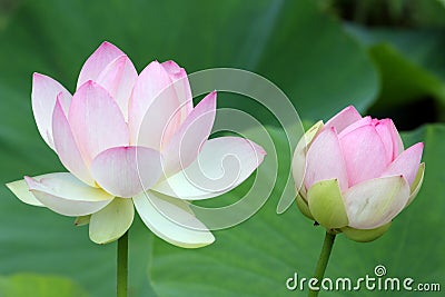 Sacred Lotus flowers Stock Photo