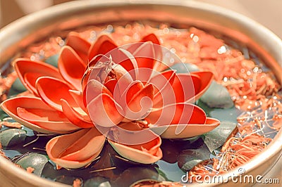 Sacred lotus growing in bowl. Beautiful leaves floating on water surface. Botabic name is Nelumbo nucifera flower. Stock Photo