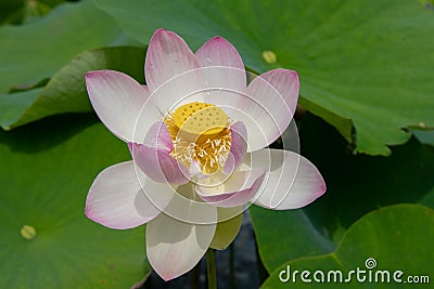 Indian Lotus, Nelumbo nucifera, flower close-up Stock Photo