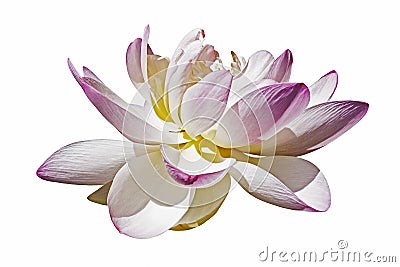 Sacred lotus Stock Photo