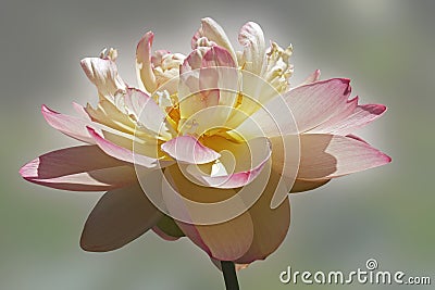 Sacred lotus flower. Stock Photo