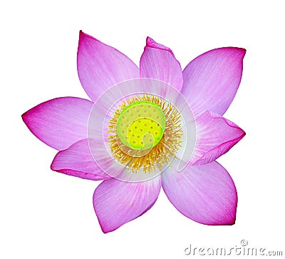 Sacred Lotus Stock Photo