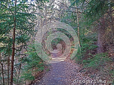 Sacred path through the pine forest Stock Photo