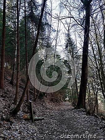 Sacred path through the pine forest Stock Photo