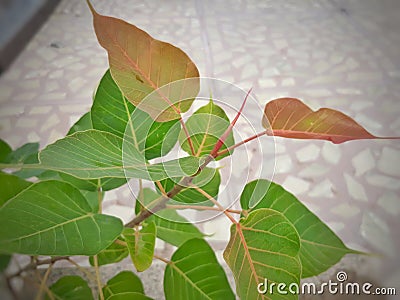 Sacred Peepal plant , a ficus species of fig Stock Photo