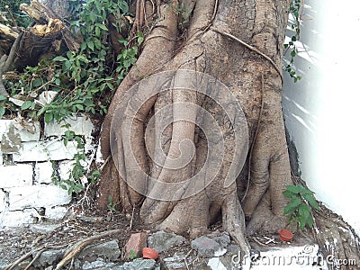 Sacred Peepal Tree Roots along a Wall Stock Photo