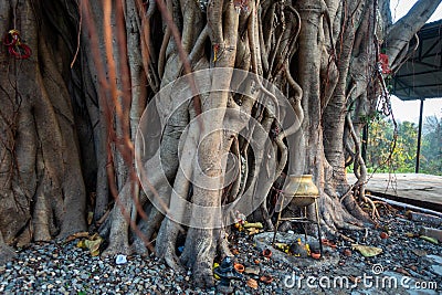 Sacred Peepal Tree: Worship Site for Hindus in Uttarakhand, India. Symbolic Roots and Branches of Spiritual Significance Stock Photo