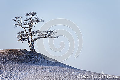 Sacred pine tree on Cape Burkhan of Olkhon island Stock Photo