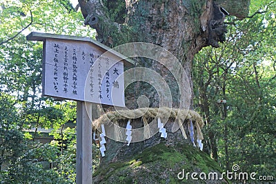 Sacred tree in Atsuta Shrine Nagoya Japan Stock Photo