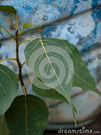 Sacred Tree for Hindus and Buddhist. Bodhi or Peepal Leaf from the Bodhi tree Stock Photo