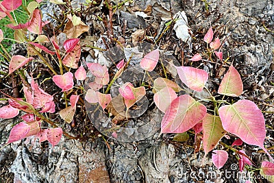 Sacred Tree for Hindus and Buddhist. Stock Photo