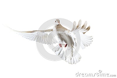 Sacred white dove flying on a white background Stock Photo