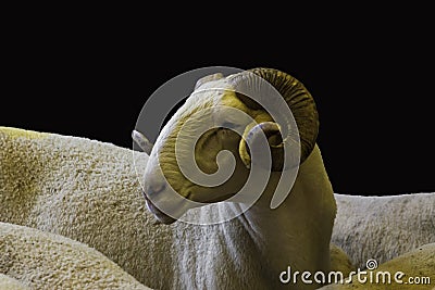 Adult,Sacrificial Ram isolated on black with copy space Stock Photo