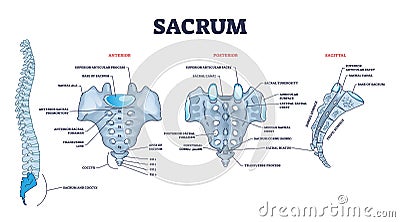 Sacrum as spinal bone structure anatomical description outline diagram Vector Illustration